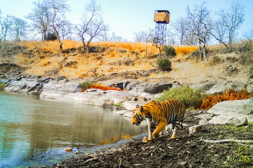 Melghat Wildlife Sanctuary, Amravati, Maharashtra - Vushii.com
